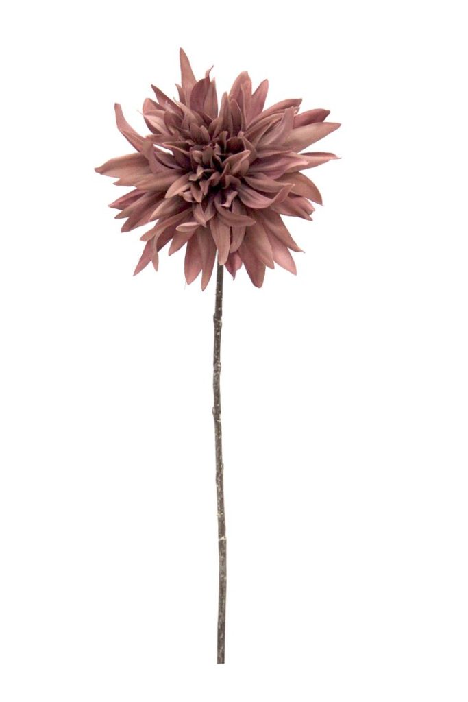 Dried Ammobium Flowers